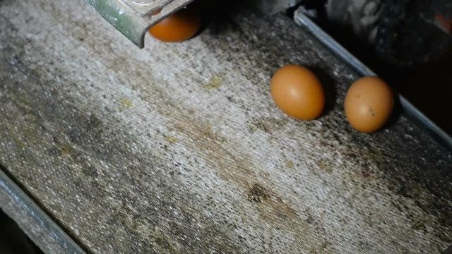 Fresh and raw chicken eggs on a conveyor belt, being moved to the packing house. Consumerism, egg production, automated business