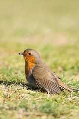 European Robin, Robin, Erithacus rubecula