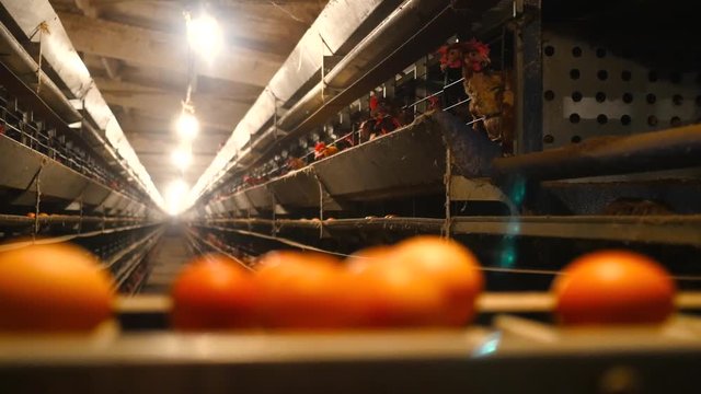 Fresh and raw chicken eggs on a conveyor belt, being moved to the packing house. Consumerism, egg production, automated business
