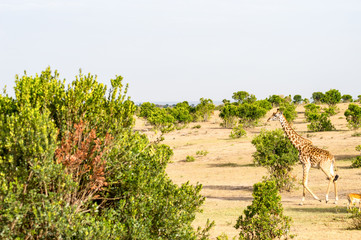 Obraz premium Isolated giraffe near acacia in the park of mara Kenya