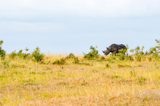 Lonely Rhinoceros grazing in the savannah of Maasai Mara Park in northern Kenya