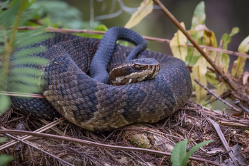 Cottonmouth Snake