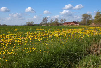 Weide mit Löwenzahn vor einem alten Bauernhaus in der Wesermarsch
