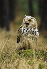 Siberian Eagle Owl