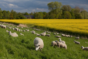 Schafe auf einem Deich vor einem blühenden Rapsfeld