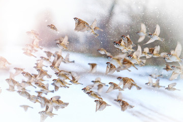 beautiful birds in winter sunny day fly