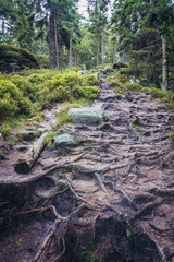 Forest path covered with tree roots on Mount Naroznik in Table Mountains, Sudetes in Poland