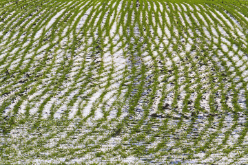 interwoven lines of wheat and snow cover