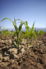Young corn seedling grows at spring
