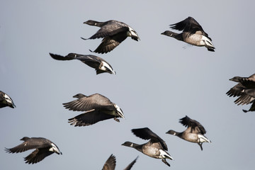 Brent Goose, Branta bernicla 