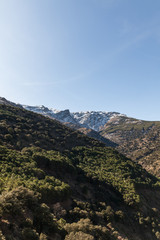 Obraz premium montaña nevada sobre bosque de pinos