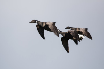 Brent Goose, Branta bernicla 