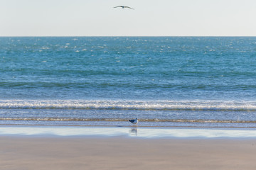 Cabedelo Beach over Atlantic Ocean in Viana do Castelo, Portugal