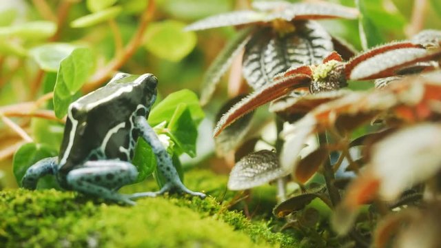 close up of a dyeing poison frog turning away from the camera in washington d.c.