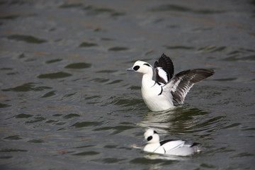 Smew (Mergus albellus) in Japan