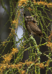 Eurasian scops owl