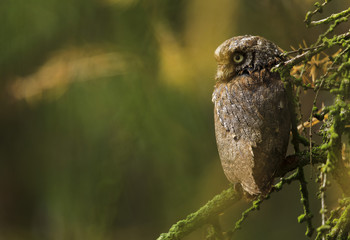 Eurasian scops owl
