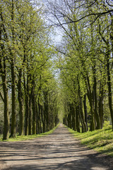 Old historic chestnut alley in Chotebor during spring season, trees in two rows, romantic scene