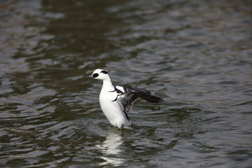 Smew (Mergus albellus) in Japan