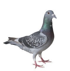 full body of homing pigeon bird isolated white background
