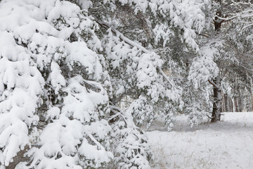 Snow covered pine tree branches in winter forest