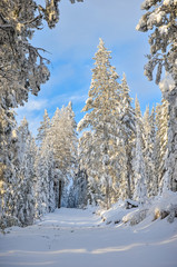 Snow covered forest winter