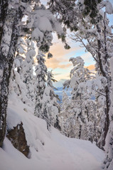 Fototapeta na wymiar Sunset through snow covered trees in winter