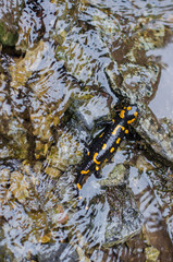 salamander in wildlife, in the fresh water of mountain stream