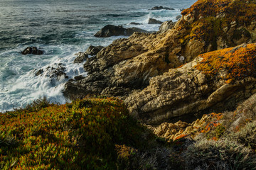 Diverse Beauty Graces the California Coast