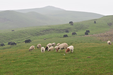 Obraz premium 중국 운남성의 목장 풍경