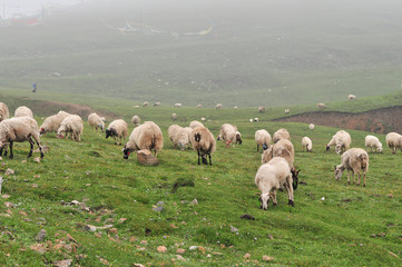 Obraz premium 중국 운남성의 목장 풍경