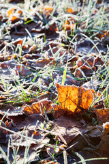 Frost birch leaves on ground at cold winter morning