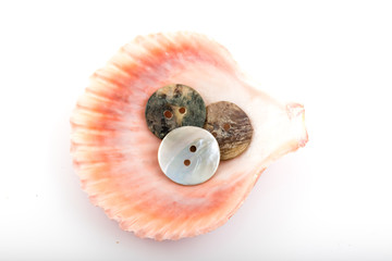 Seashell with buttons on white background