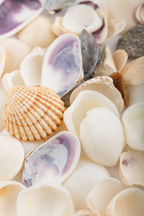 Background from a sea shells 
