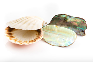 Shining mother of pearl and sea shell