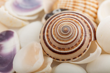 Background from a sea shells 