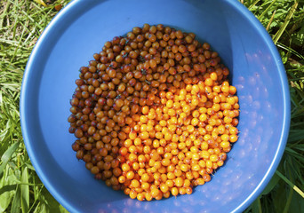 sea buckthorn berries 