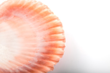 Close up photo of seashell on white background