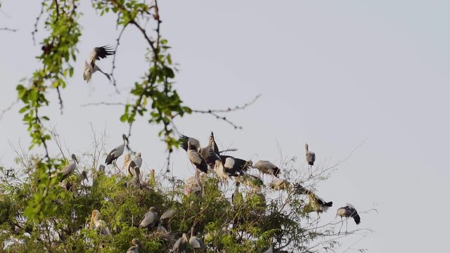 Asian Openbill (Anastomus oscitans) and many birds on tree with nest and baby in slow-motion