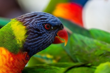 Rainbow Lorikeet