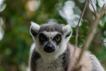 Obraz premium Ring-Tailed Lemur