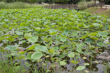 Lotus pond in the park