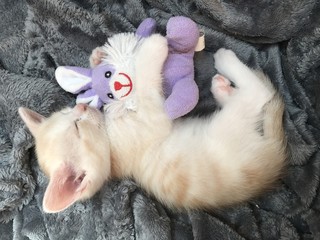 Fototapeta premium Schlafende babykatze