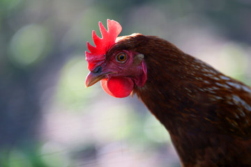A young hen poses for photos in the countryside .