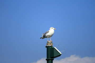 Obraz premium 青空とカモメ