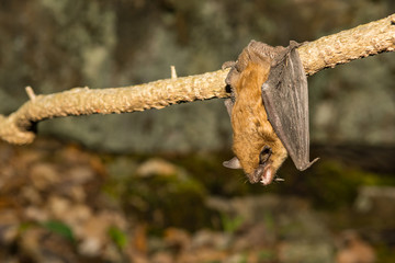 A close up of a Big Brown Bat