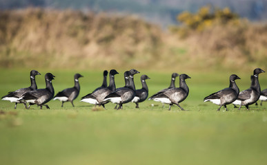 Brent Goose, Branta bernicla 