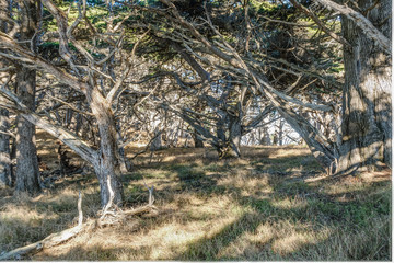 Diverse Beauty Graces the California Coast
