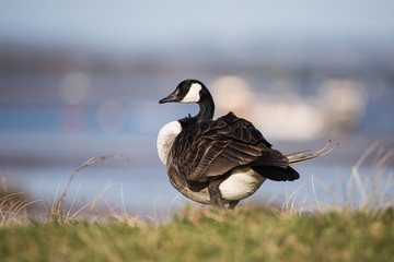Canada Goose, Branta Canadensis