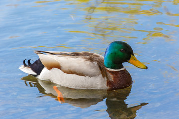 Mallard Drake swimming in river